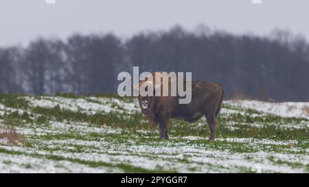 Europäischer Bison (Bison bonasus) männlich Stockfoto