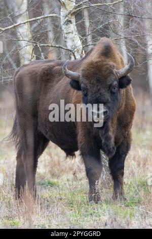 Europäischer Bison (Bison bonasus) männlich Stockfoto