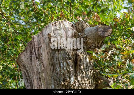 Der Wald der Trolle - Rebild, Dänemark. Der verzauberte Wald im Rebild Nationalpark, Jütland, Dänemark. Stockfoto