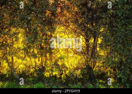 Herbstbäume. Die Farben des Herbstes - Orange und gelblich Herbstfarben - natürlicher Hintergrund. Stockfoto