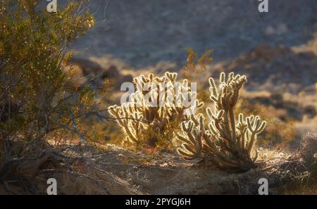 Ganders Cholla Cactus - Cylindropuntia Ganderi. Ganders Cholla Cactus (Cylindropuntia ganderi) in der Anza-Borrego-Wüste in Südkalifornien, USA. Stockfoto