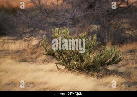 Ganders Cholla Cactus - Cylindropuntia Ganderi. Ganders Cholla Cactus (Cylindropuntia ganderi) in der Anza-Borrego-Wüste in Südkalifornien, USA. Stockfoto