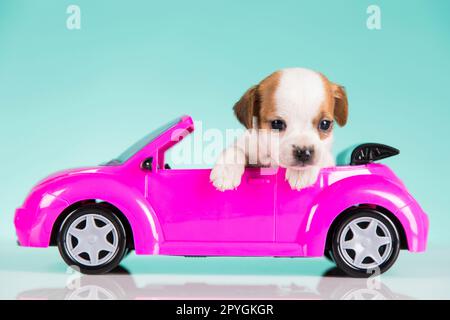 Hund in einem rosa Auto Stockfoto