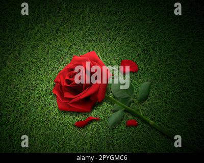 Eine Rose auf dem grünen Rasen Nahaufnahme Stockfoto
