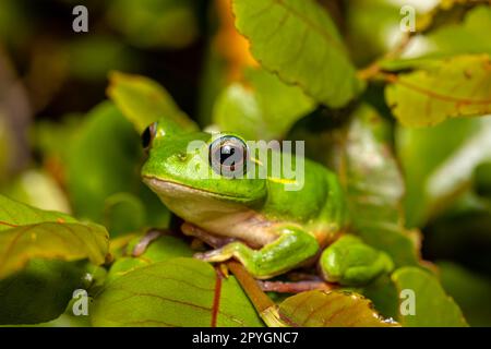 Boophis occidentalis, Andringitra National Park, Madagaskar Wildtiere Stockfoto