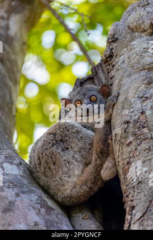 Randrianasolos sportlicher Lemur, Lepilemur randrianasoloi. Tsingy de Bemaraha. Madagaskar Wildtiere Stockfoto