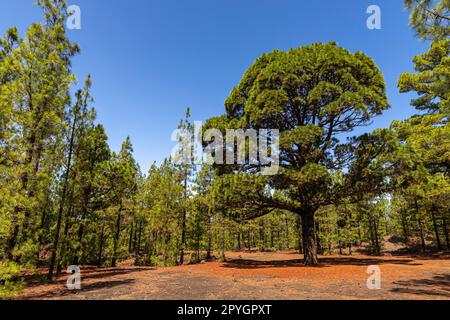 Großer Kiefernbaum im Corona Forest National Park Stockfoto