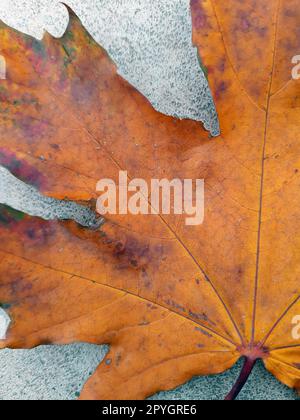 Gelbes Ahornblatt im Herbst auf Betonnaht Stockfoto