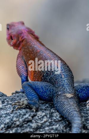 Eidechsen in der Sonne im serengeti-Nationalpark Stockfoto