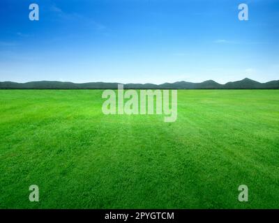 Hintergrundbild mit üppigen Gras Feld unter blauem Himmel Stockfoto