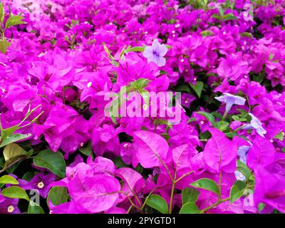 Blühende Bougainvillea-Blumen im Hintergrund. Leuchtend pinkfarbene Bougainvillea-Blüten in Magenta als Blumenhintergrund. Bougainvillea-Blüten-Textur und Hintergrund Stockfoto