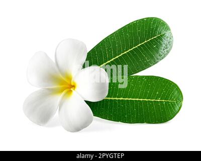 Frangipani Blüten mit Blättern isoliert auf weiss Stockfoto