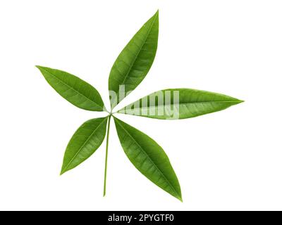 Wiese, grün frühling landschaft Stockfoto