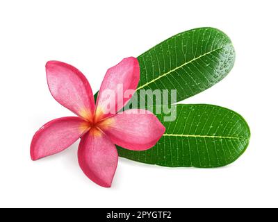 Frangipani Blüten mit Blättern isoliert auf weiss Stockfoto