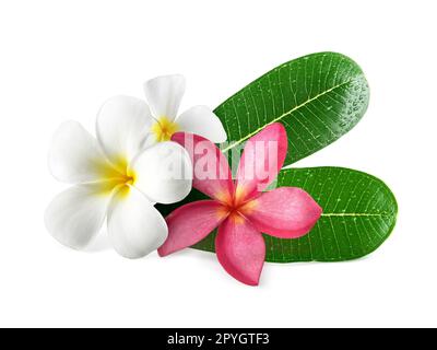 Frangipani Blüten mit Blättern isoliert auf weiss Stockfoto