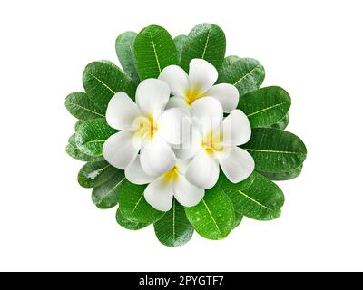 Frangipani Blüten mit Blättern isoliert auf weiss Stockfoto