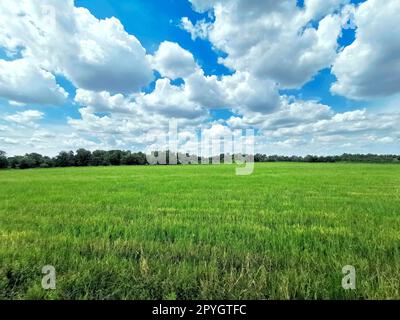 Wiese, grün frühling landschaft Stockfoto