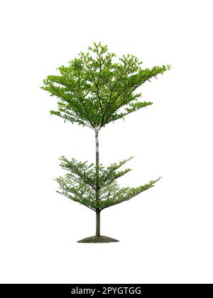 Isolierte Baum auf weißem Hintergrund Stockfoto