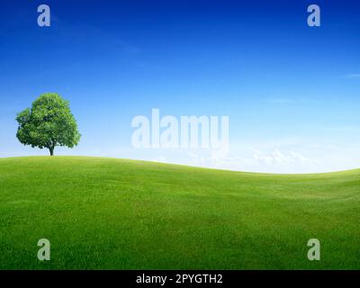 Einsamer Baum auf einem grünen Grasfeld und hellblauem Himmel Stockfoto