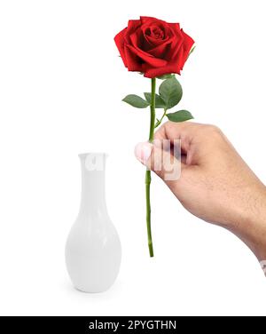 Ein Mann, der rote Rosen in eine Vase auf weißem Hintergrund steckt Stockfoto