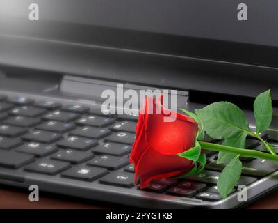 Rote Rose auf der Laptop-Tastatur, Valentine-Konzept Stockfoto