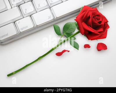 Rote Rose auf der Laptop-Tastatur, Valentine-Konzept Stockfoto