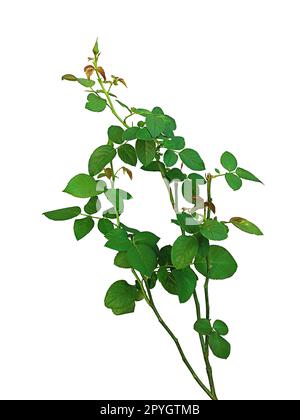 Rosenblätter auf weißem Hintergrund Stockfoto