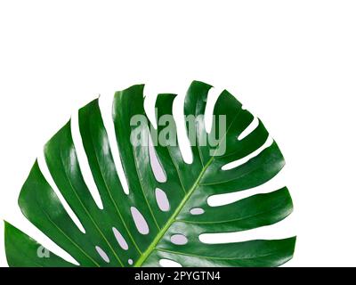 Tropischer Dschungel Monstera Blätter isoliert, Schweizer Käsepflanze, isoliert auf weißem Hintergrund Stockfoto