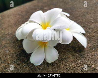 Weiße Frangipani-Blume, die auf den Zementboden fällt Stockfoto