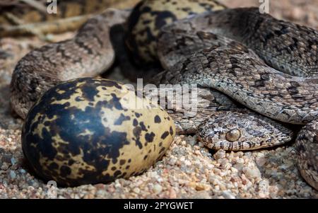 Eine Nahaufnahme einer gewickelten, rhombischen Eierfresserschlange auf einem Waldboden in der Nähe eines großen Beute-Eies Stockfoto