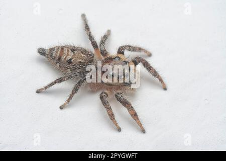 Nahaufnahme der braunen Springspinne mit weißem Hintergrund. Stockfoto