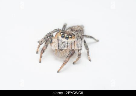 Nahaufnahme der braunen Springspinne mit weißem Hintergrund. Stockfoto