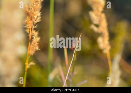 Große, braune Schild Bug in der Natur Stockfoto