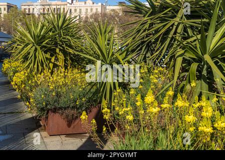 Gruppe von blühenden Sedum sediforme, mediterrane Steinkraupe, Pale Steinkraupe, Pflanzen hinterleuchtet bei Sonnenuntergang, Küstengarrigue, Frühling. Malta, Mittelmeer. Stockfoto