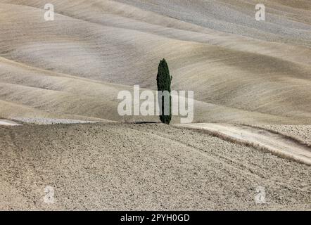Die ländliche Landschaft in der Nähe von San Quirico in der Toskana. Stockfoto