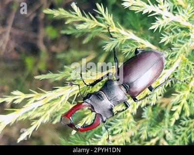 Hirschkäfer auf einem Thuja-Ast im Frühling im Garten-Nahaufnahme Stockfoto