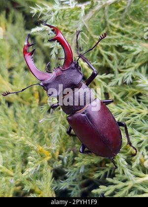 Hirschkäfer auf einem Thuja-Ast im Frühling im Garten-Nahaufnahme Stockfoto