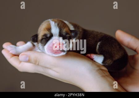 Seitenansicht eines süßen, zwei Monate alten Hundewelpen pembroke welsh Corgi, der auf den Händen einer unbekannten Frau schläft. Stockfoto