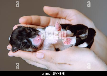 Portrait eines wunderbaren 2 Monate alten Welpen von pembroke welsh Corgi, der auf dem Rücken schläft, in den Händen einer Frau. Stockfoto