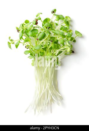 Ein Haufen frischer schwarzer Senf-Mikrogrüner, Brassica nigra, von oben Stockfoto