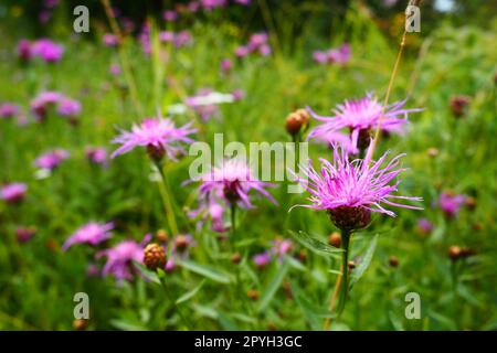 Wiesenmaisblume Centaurea jacea ist eine Ackerpflanze, eine Art der Gattung Cornflower der Familie Asteraceae oder Asteraceae. Wächst auf Wiesen und Waldkanten. Violette, elegante Blume. Karelien Stockfoto