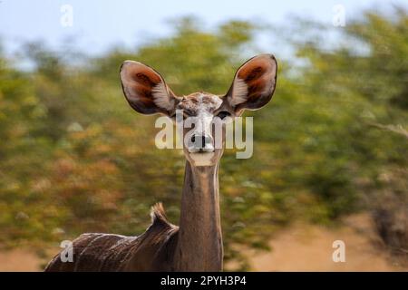 Ein Kudu-Antilope in der Savanne von Namibia Stockfoto