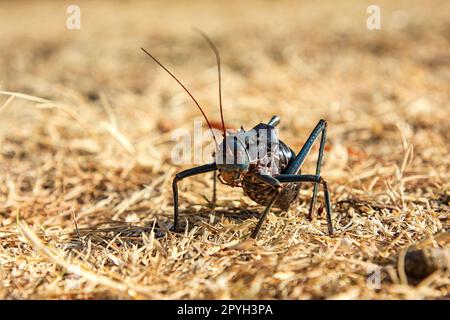 Eine afrikanische Panzergrille in Namibia Stockfoto