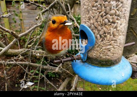 Robin Redbreast Nahaufnahme englischer Hintergarten Vogelfütterung Vögel im Winter 2023 Fütterung aus Sonnenblumenkernen Stockfoto