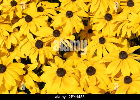 Rudbeckia fulgida, Echinacea orange oder perenniale Echinacea. Eine Vielzahl gelber Blumen Stockfoto