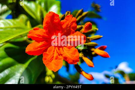 Kou Cordia subcordata blühender Baum mit Orangenblumen in Mexiko. Stockfoto