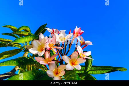 Plumeria rosa und gelbe Blüten mit blauem Himmel in Mexiko. Stockfoto