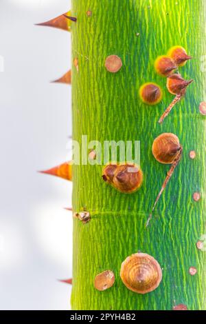 Junger grüner, schöner Kapok-Baum Ceiba-Baum mit Stacheln Mexiko. Stockfoto