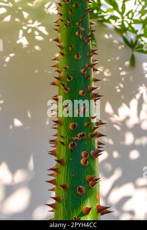 Junger grüner, schöner Kapok-Baum Ceiba-Baum mit Stacheln Mexiko. Stockfoto