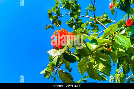 Kou Cordia subcordata blühender Baum mit Orangenblumen in Mexiko. Stockfoto